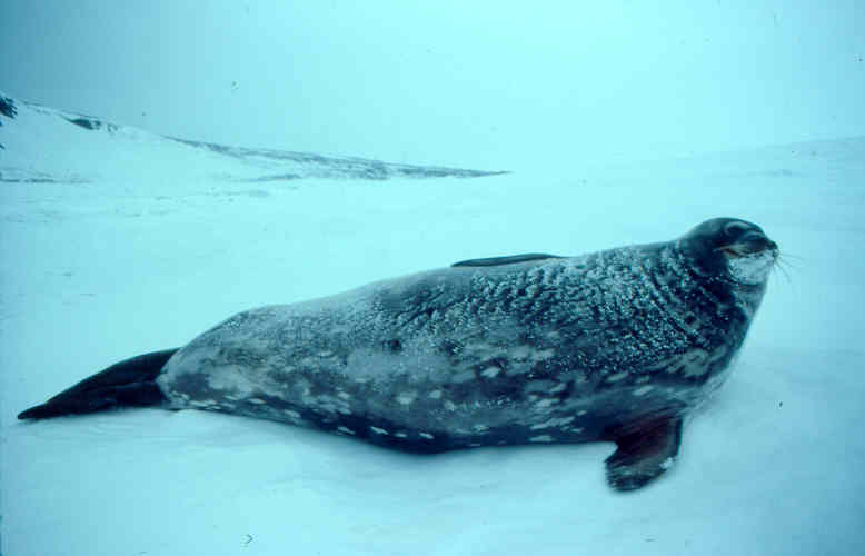 weddell seal